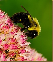 untitled Bumblebee-MSB_1355 September 10, 2011 NIKON D300S
