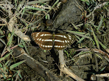 Nymphalidae%25252c%252520neptis%252520sappho%25252c%252520common%252520glider