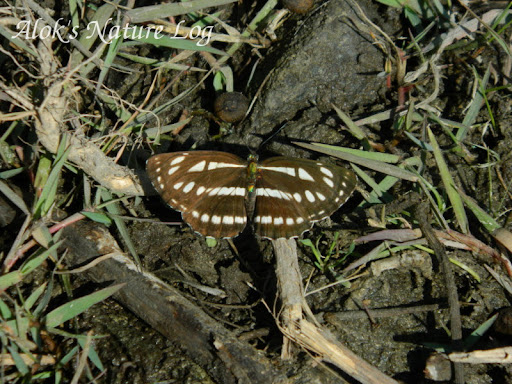 Nymphalidae%25252c%252520neptis%252520sappho%25252c%252520common%252520glider