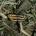 Nymphalidae%25252c%252520neptis%252520sappho%25252c%252520common%252520glider