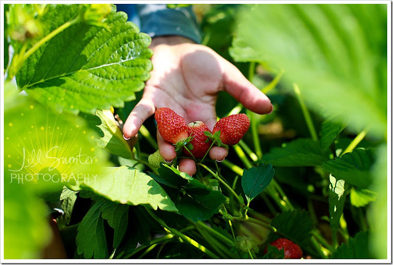 strawberryfields-4944 strawberryfields-4944