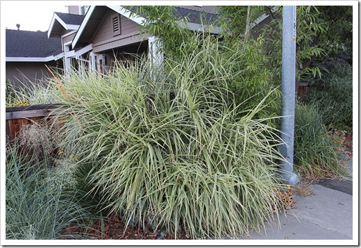 110901_Miscanthus-sinensis-Silberpfeil_01 110901_Miscanthus-sinensis-Silberpfeil_01