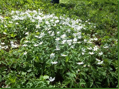 033  Wood Anemone at Stowe