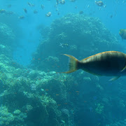 Egypt.jpg Sharm el Sheikh - Seascope
