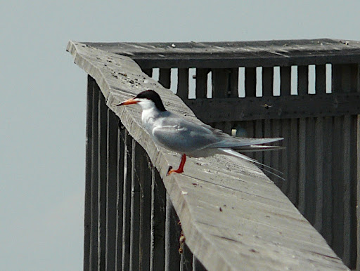 Forster's Tern hangin' out