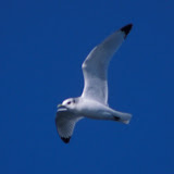 Black-legged kittiwake