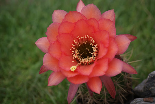 Helianthocereus Backeberg