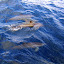Plein de dauphins !