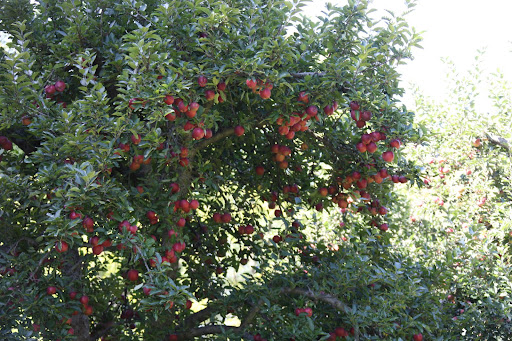 I thought I would impress Uncle Carlos and gather all the apples for him!  I carefully picked only the best.