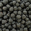 WS1111 Blackberries.jpg