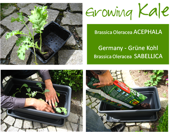 Growing Kale Brassica Oleracea Acephala germany grune kohl sabellica
