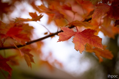 IMG_6005 IMG_6005