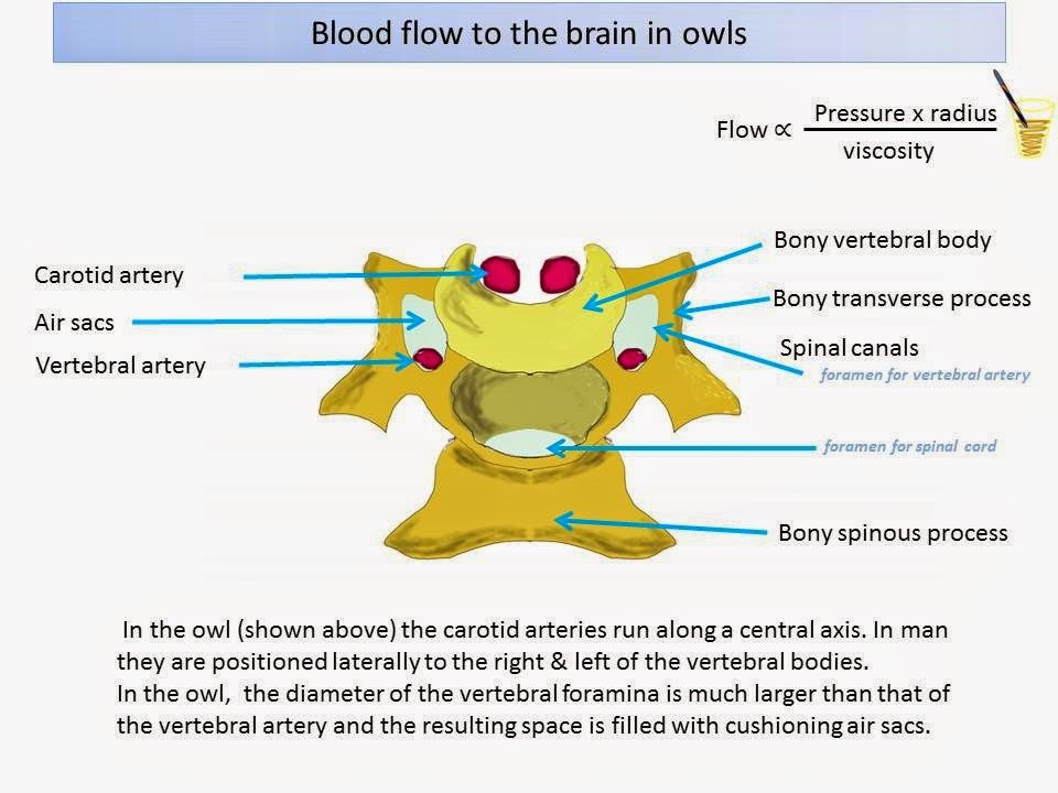 [Brain-blood-flow-in-owls3.jpg]
