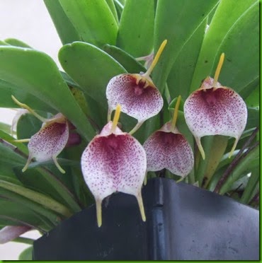OR Masdevallia floribunda OR Masdevallia floribunda