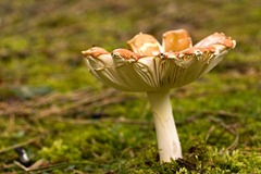 Fly-Agaric-13