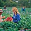 Chef-led journey through the Mornington Peninsula fifty fourHINTERLAND-11 strawberry picking.jpg