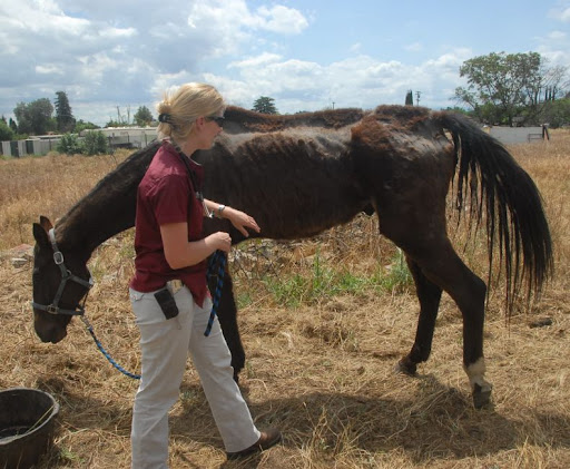 When they got the call, NorCal Equine Rescue did not miss a beat, contacting a local vet to assess the horse. Phoenix (a name he earned for obvious reasons) was as malnourished and weak as a horse can be without dying. When they got the call, NorCal Equine Rescue did not miss a beat, contacting a local vet to assess the horse. Phoenix (a name he earned for obvious reasons) was as malnourished and weak as a horse can be without dying.