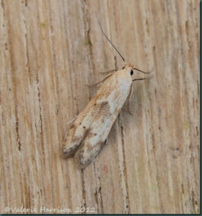 Blastobasis-lacticolella Blastobasis-lacticolella