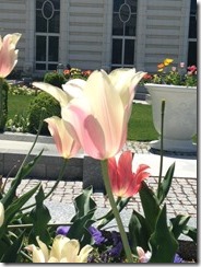 Whilte tulip