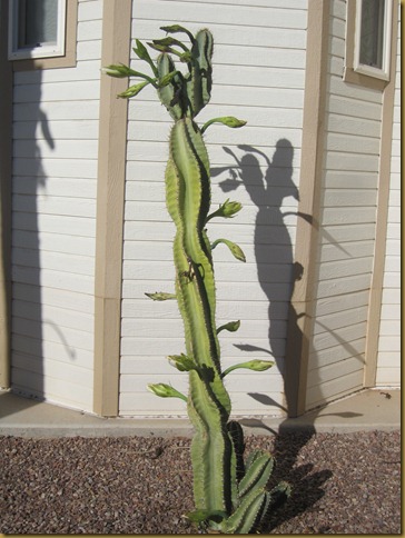 blog cactus