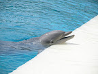 A dolphin at the MGM Mirage.