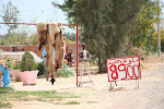 S. Tunisia_2009-04-06 (8).JPG