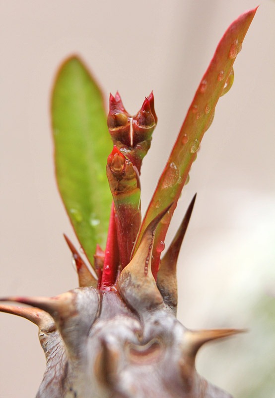 [120325_Euphorbia-millii_01%255B2%255D.jpg]