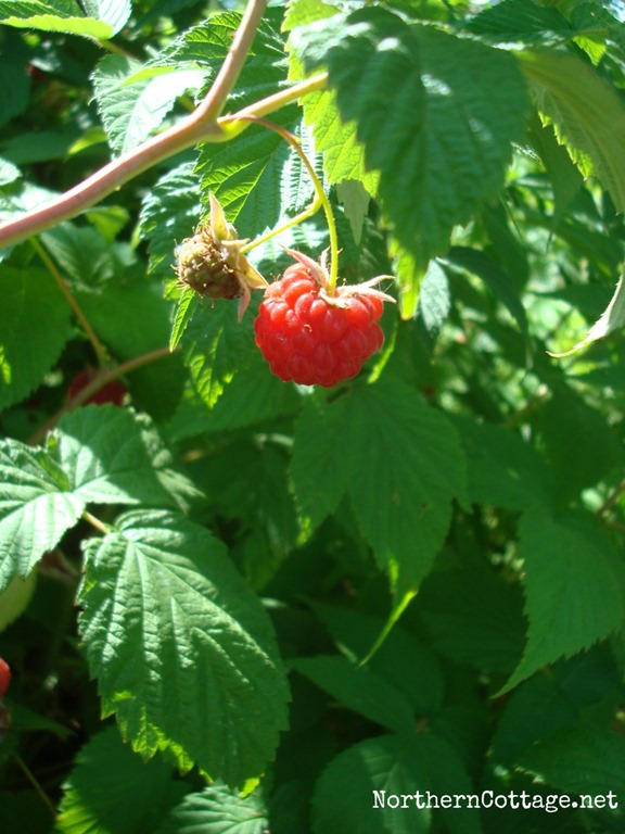 [Northern-Cottage-raspberry-in-the-su.jpg]