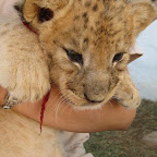 lion17.jpg
