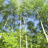 s4031074.jpg s4031074.jpg