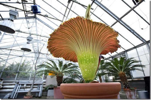 corpse-flower1