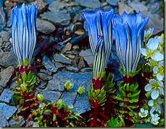gentiana arethusae