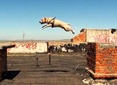 perro parkour