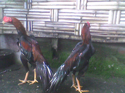 Ayam Bangkok Siap Laga Bahuwirya Anakan Kembar Dari Jalu Wodjo Dua Ayam Bangkok Siap Laga Bahuwirya Anakan Kembar Dari Jalu Wodjo Dua