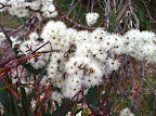 Dec 6 - Eucalyptus Flowers