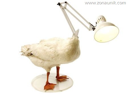 [dead-duck-lamp%255B4%255D.jpg]
