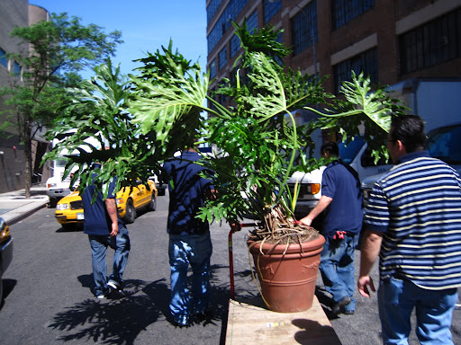 My plant's personal entourage.