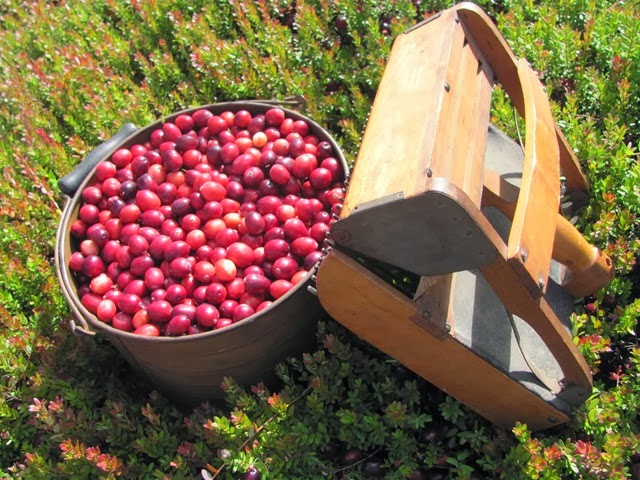 [cranberry%2520measure%2520and%2520snap%2520machine4.%25209.2013%255B3%255D.jpg]