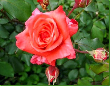 Rosa Spartan Rosa Spartan