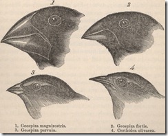 finches