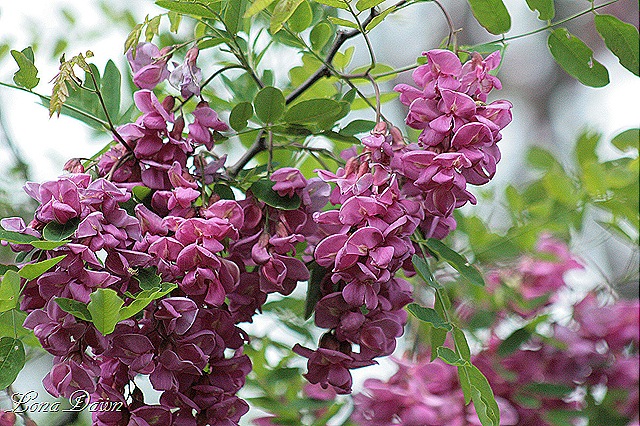 [DA_Robinia_Casque_Rouge_Locust_PinkCascadingLocust3%255B8%255D.jpg]
