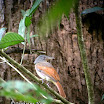 Rufous-winged Philentoma-01.jpg