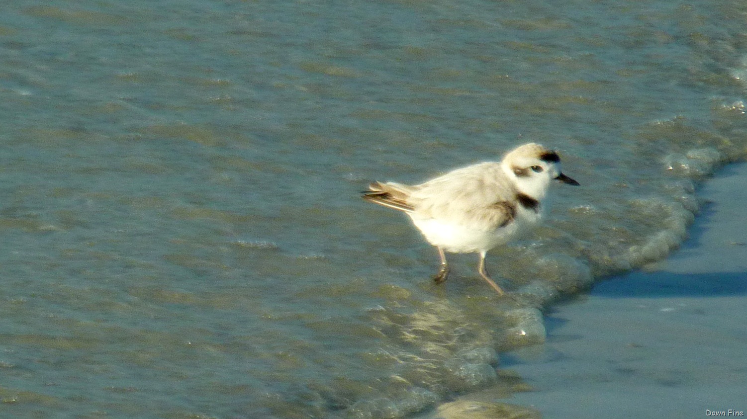 [morning%2520sanibel_104%255B3%255D.jpg]