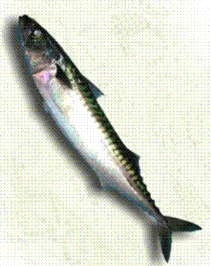 Pescado1