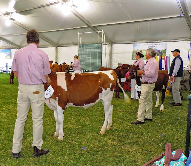 Parading first class for the day - Heifer born from 1st January..jpg