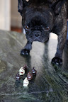 Oh, I get it now.  These fetching little Frenchies are made of chocolate and chocolate is one thing that dogs should never eat!  I suppose these are for people, like Martha, who love Frenchies.