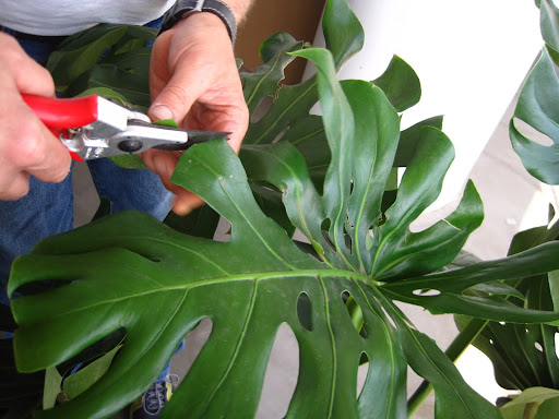 And expertly demonstrates how to reshape the leaves.