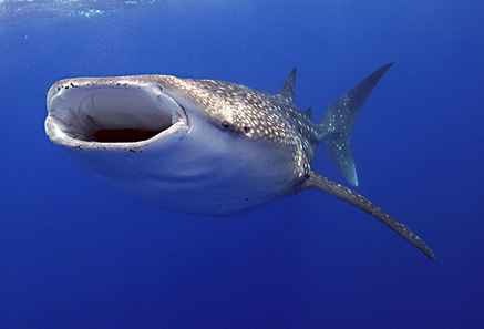 [whale_shark_research%255B2%255D.jpg]