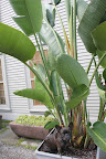 I love this giant banana plant.