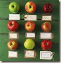 maine apples